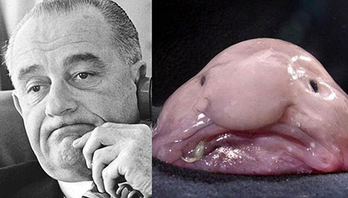 Blobfish Johnson