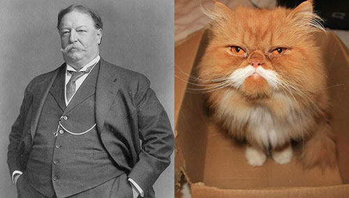 Fat Cat Taft