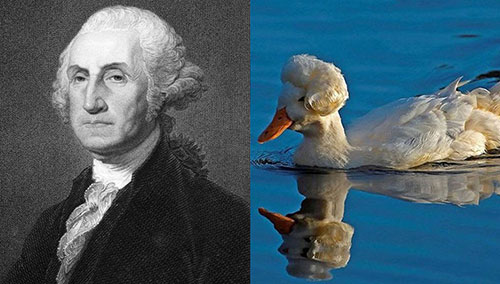 George Washingduck