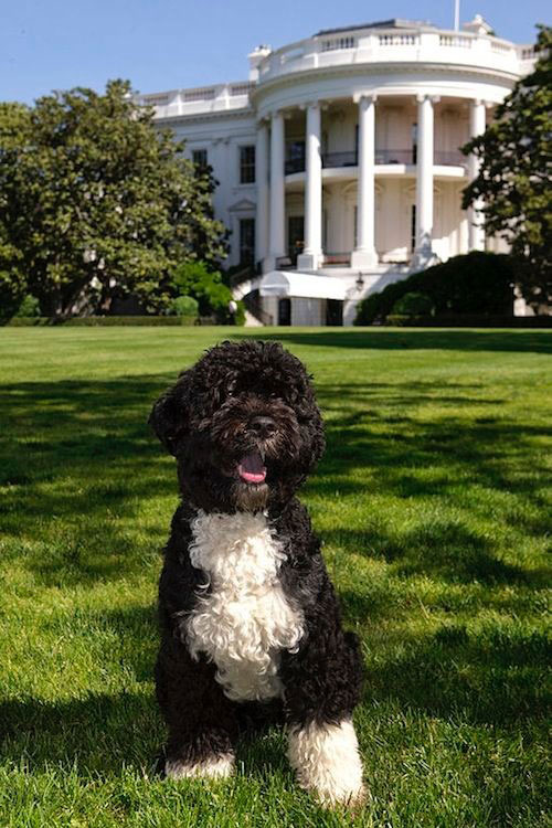 PresidentPets 16