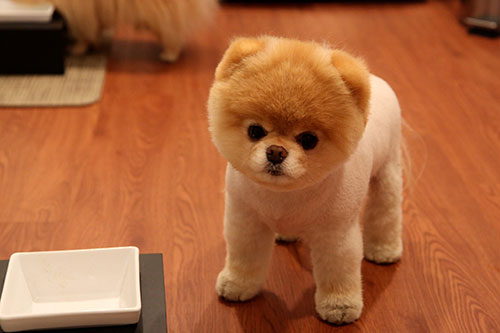 real life teddy dog