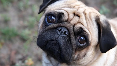 The Top 10 Cutest Ugly Dog Breeds of All Time - Freak 4 My Pet