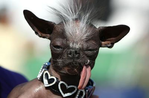 The Top 10 Cutest Ugly Dog Breeds of All Time - Freak 4 My Pet