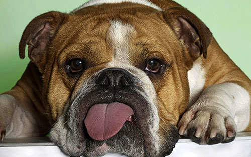 The Top 10 Cutest Ugly Dog Breeds of All Time - Freak 4 My Pet