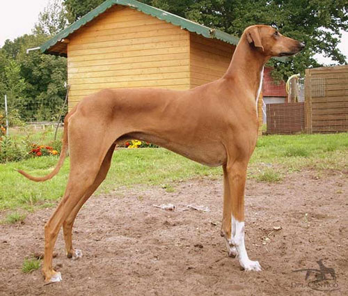 big ugly dog breeds