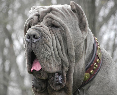 big ugly dog breeds