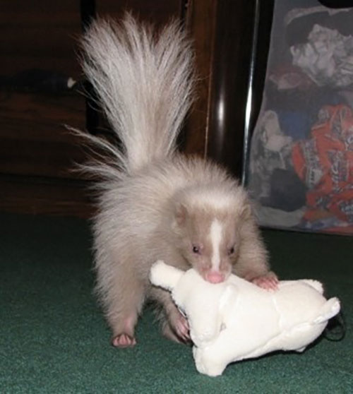 9 Reasons Skunks Don't Stink as Pets - Freak 4 My Pet