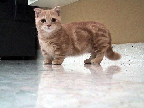 yoda munchkin cat gif